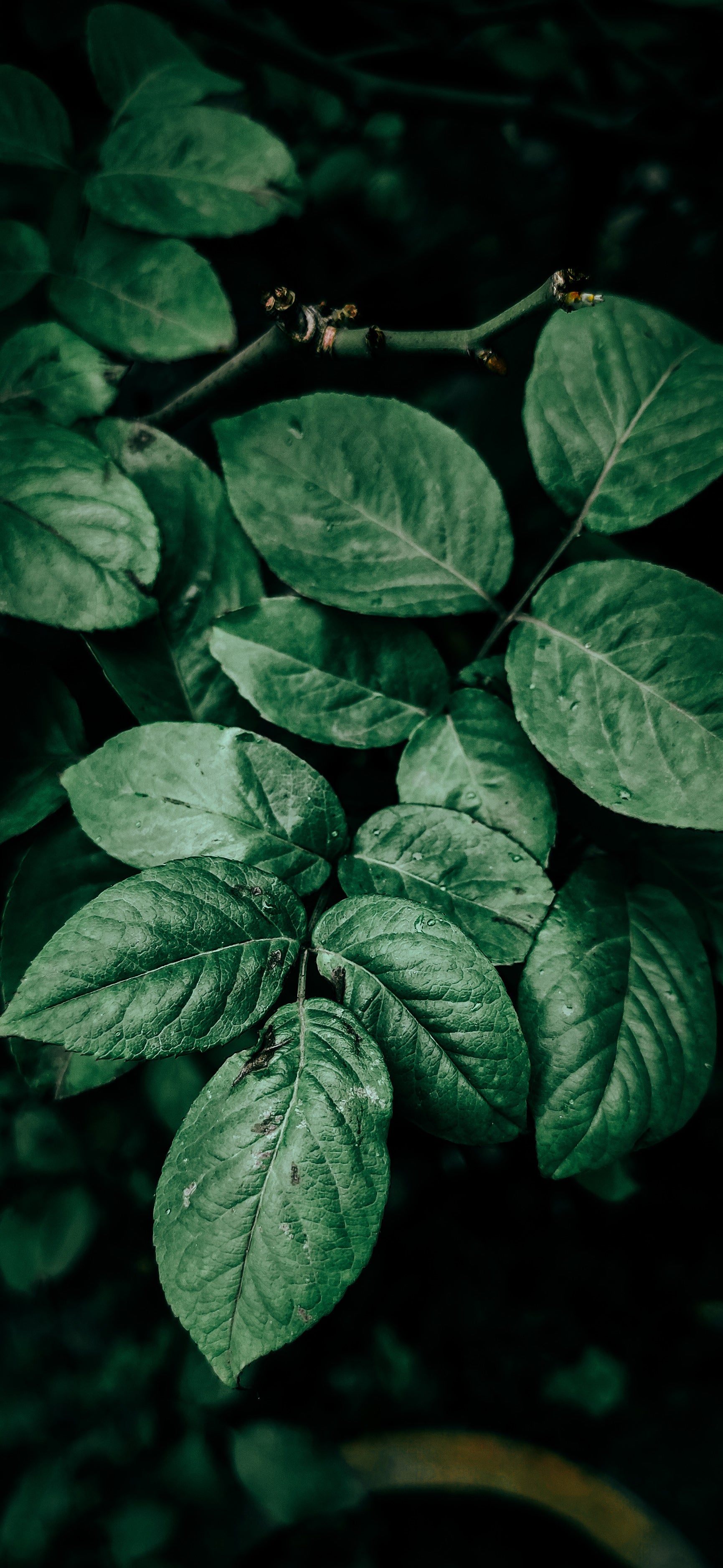 dark-green-healthy-plant-leaves